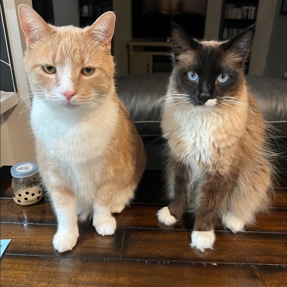 Meet your Posher, Samantha - Picture 7 of 7